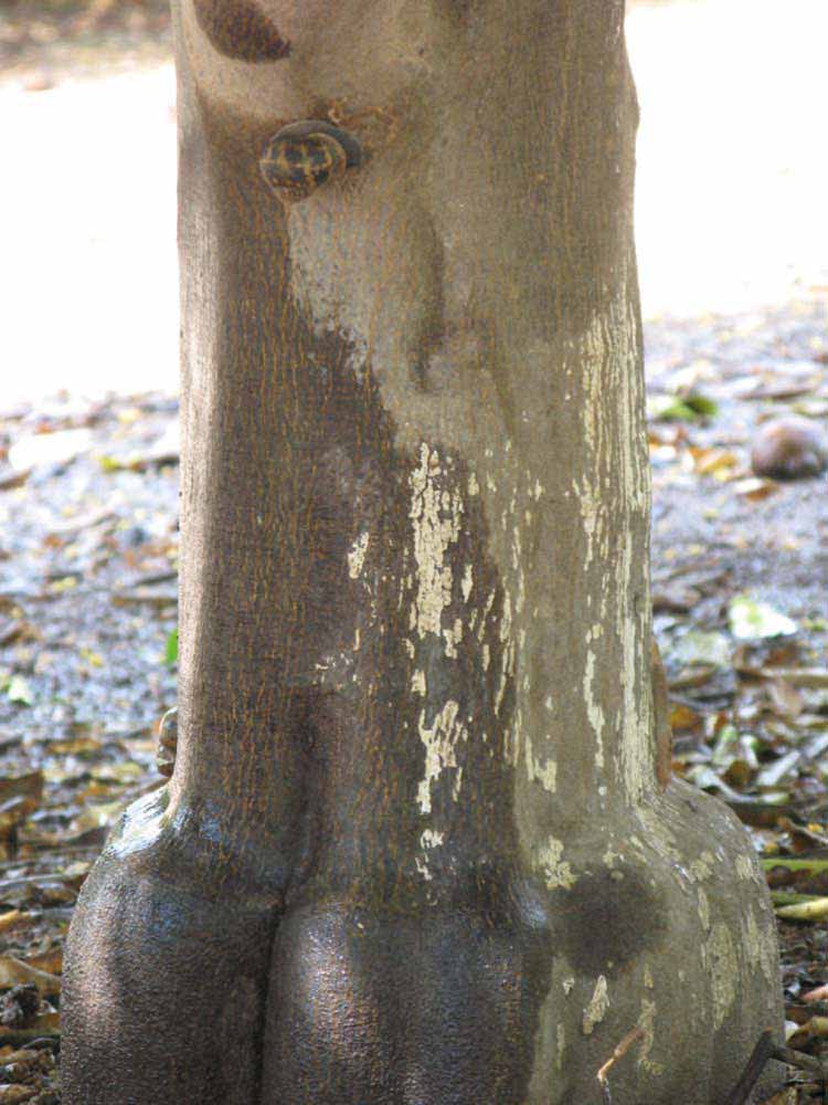            Bark (Riverside, CA)   